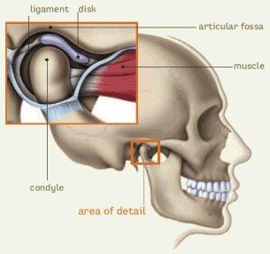 Articulación témporo-mandibular 3